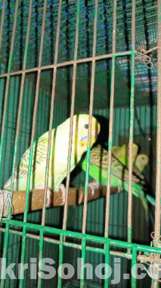 Rainbow Budgerigar Bird